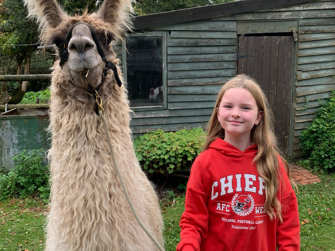 Pembrokeshire Llama Sanctuary-Llandissilio必去景点