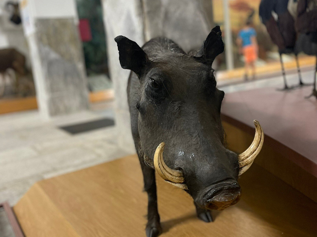 Museo di Storia Naturale Faraggiana Ferrandi-诺瓦拉必去景点