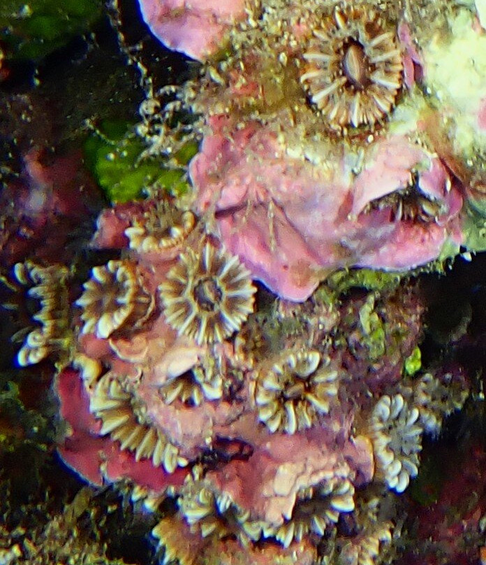 Lustrica diving-Ustica必去景点