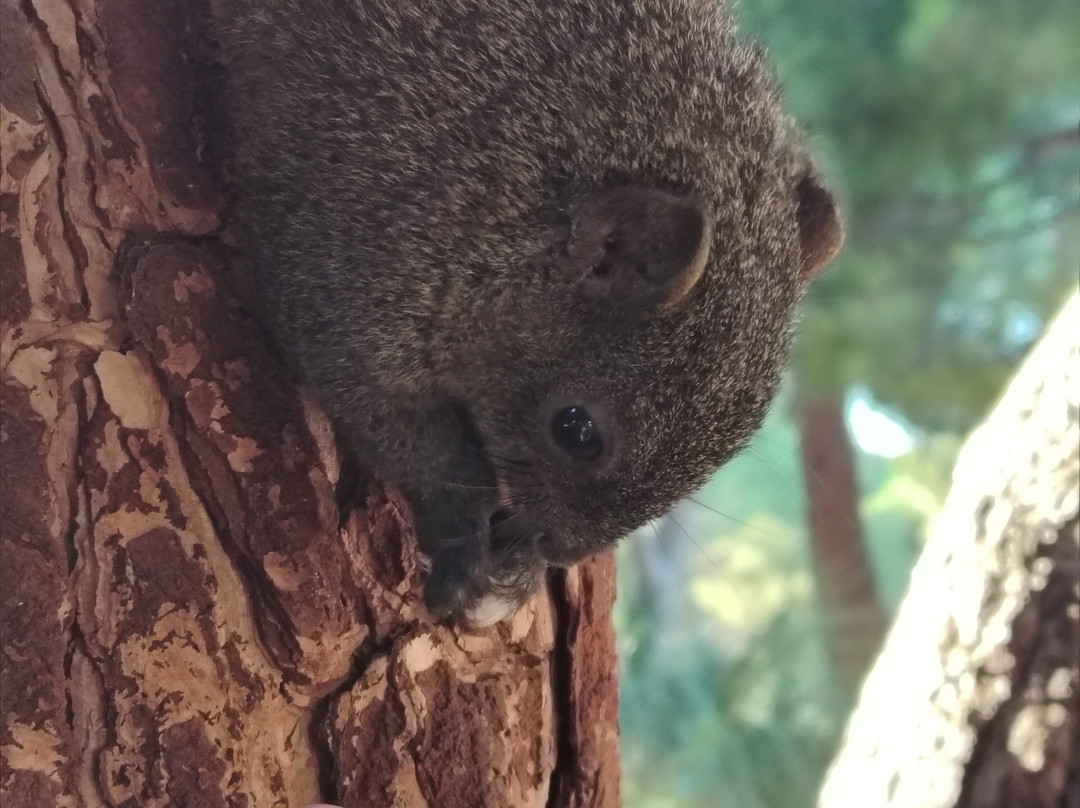 Parc de la Pinède-若安乐松必去景点