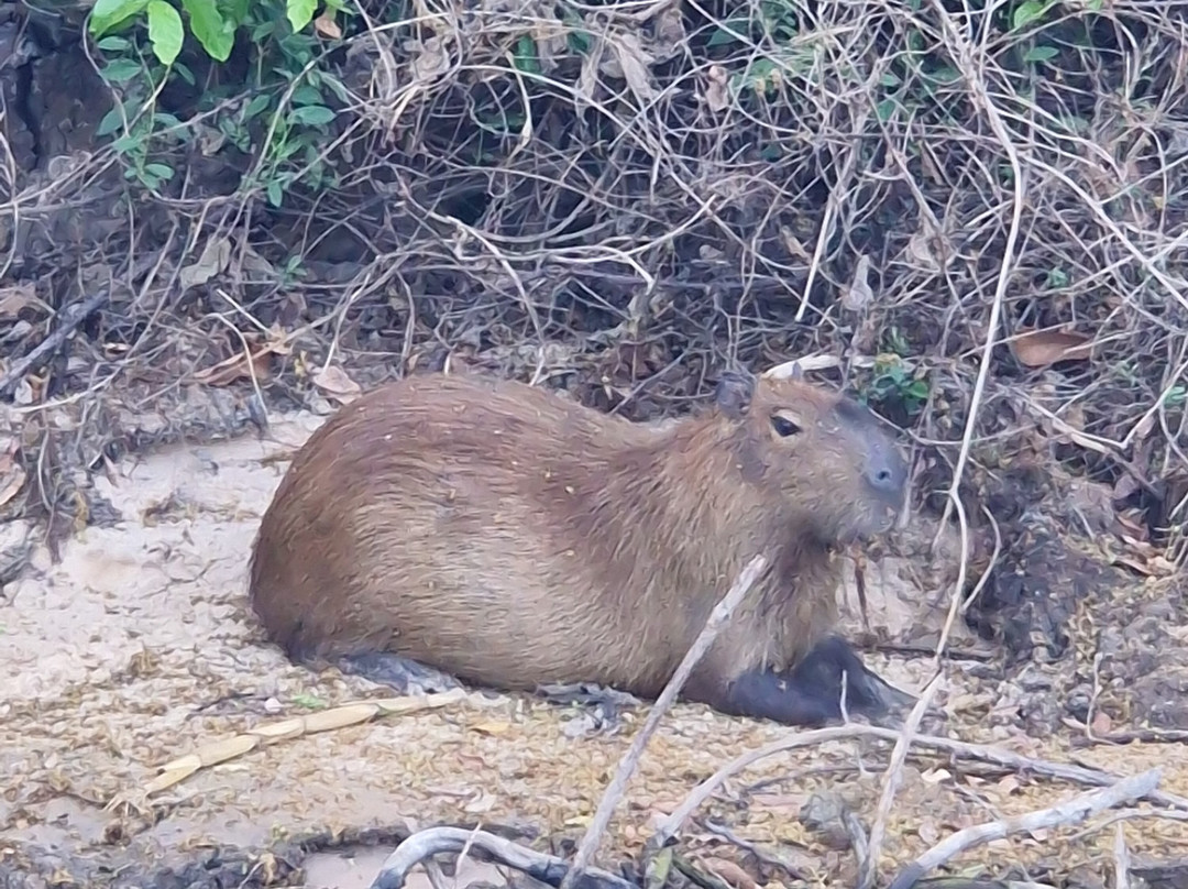 Pantanal Viagens e Turismo-大坎普市必去景点