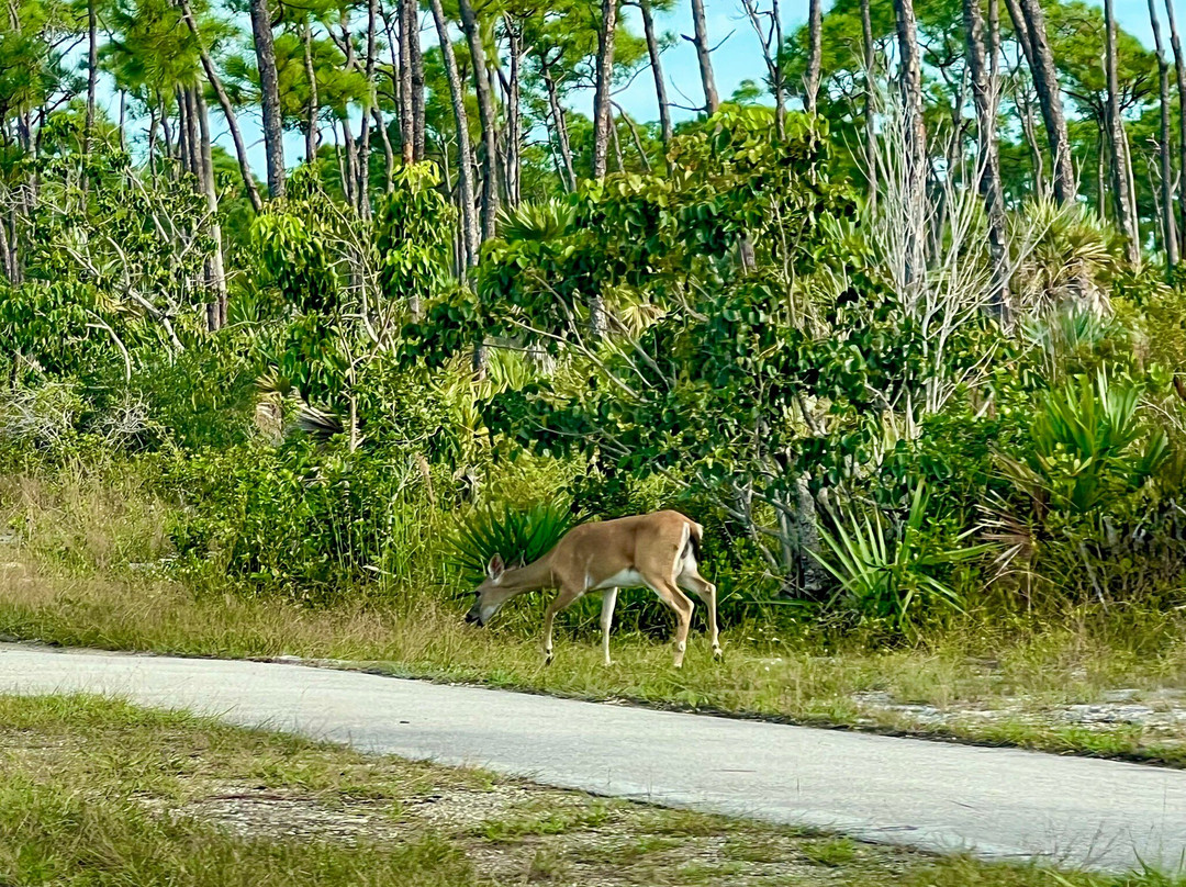 Blue Hole-Big Pine Key必去景点