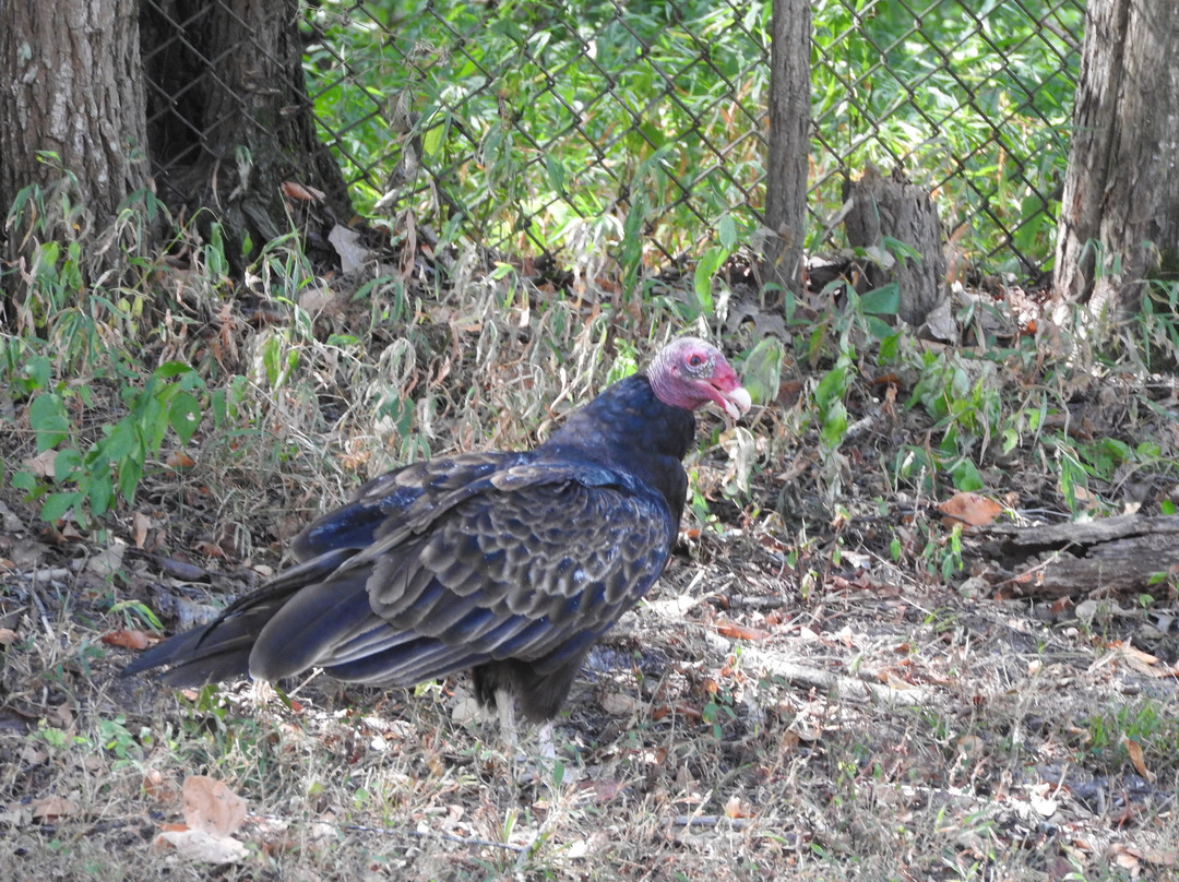 Crab Orchard National Wildlife Refuge-Marion必去景点