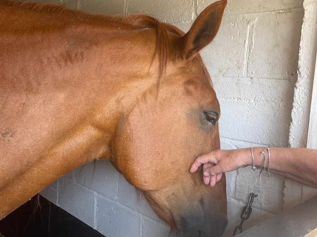 Hillside Shire Horse Sanctuary-West Runton必去景点