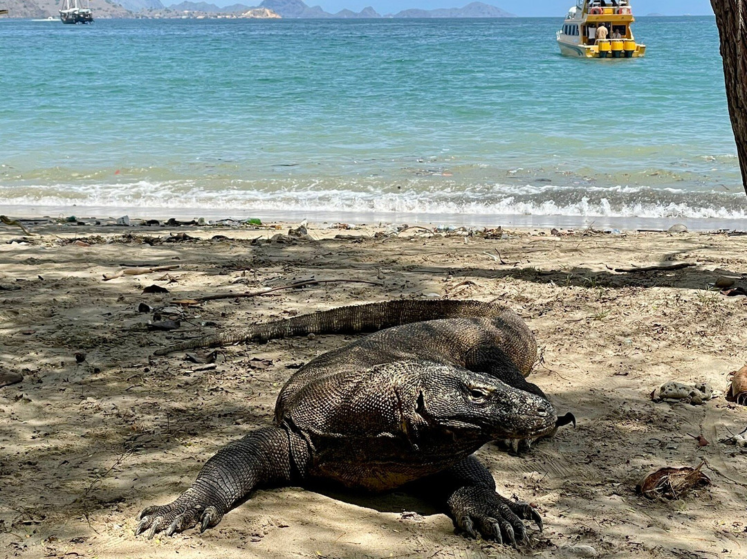 East Cruise Komodo-Labuan Bajo必去景点