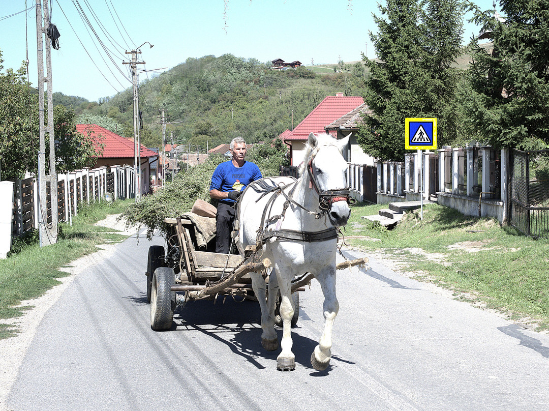 True Romania Tours-阿拉德必去景点