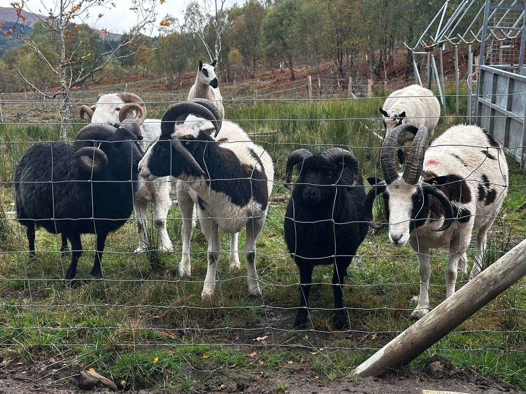 Black Sheep Adventures