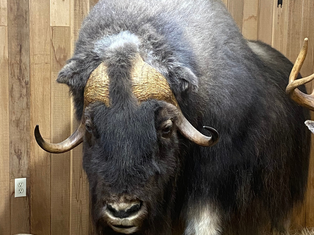 Canadian Wildlife Museum and Gift Shop-弗农必去景点