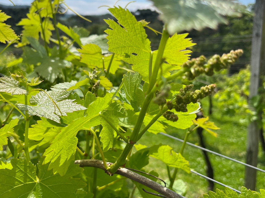 Vinhos Larentis-本图贡萨尔维斯必去景点