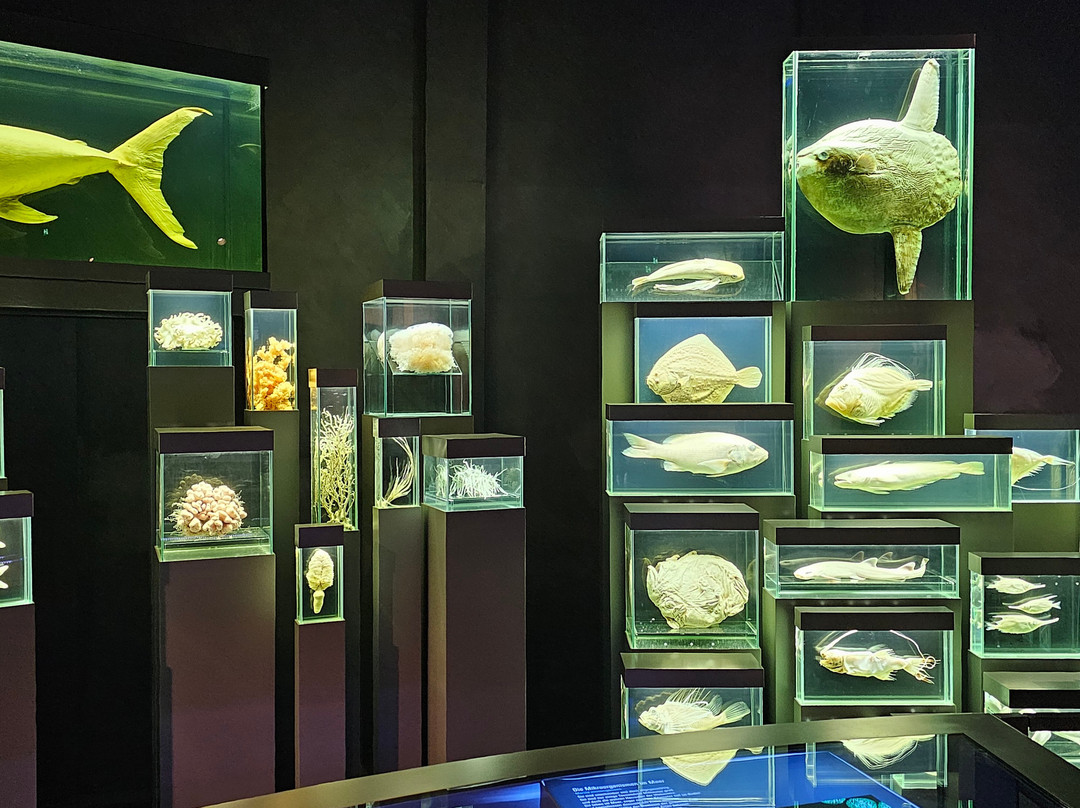 Ozeaneum-施特拉尔松德必去景点