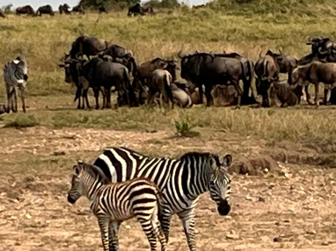 Safari Desire-Sekenani必去景点