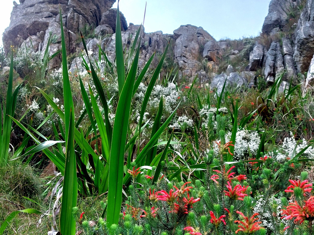 Table Mountain Hiker-桌山国家公园必去景点