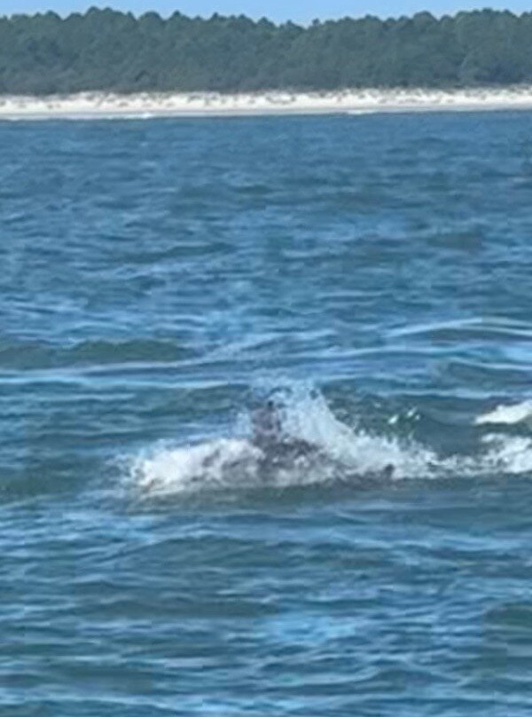 Myrtle Beach Dolphin Cruises-美特尔海滩必去景点