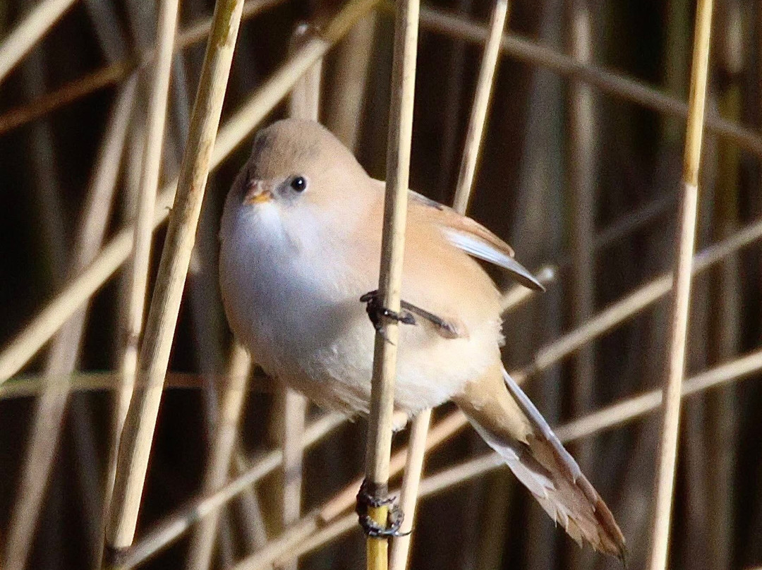 Strumpshaw Fen-Strumpshaw必去景点