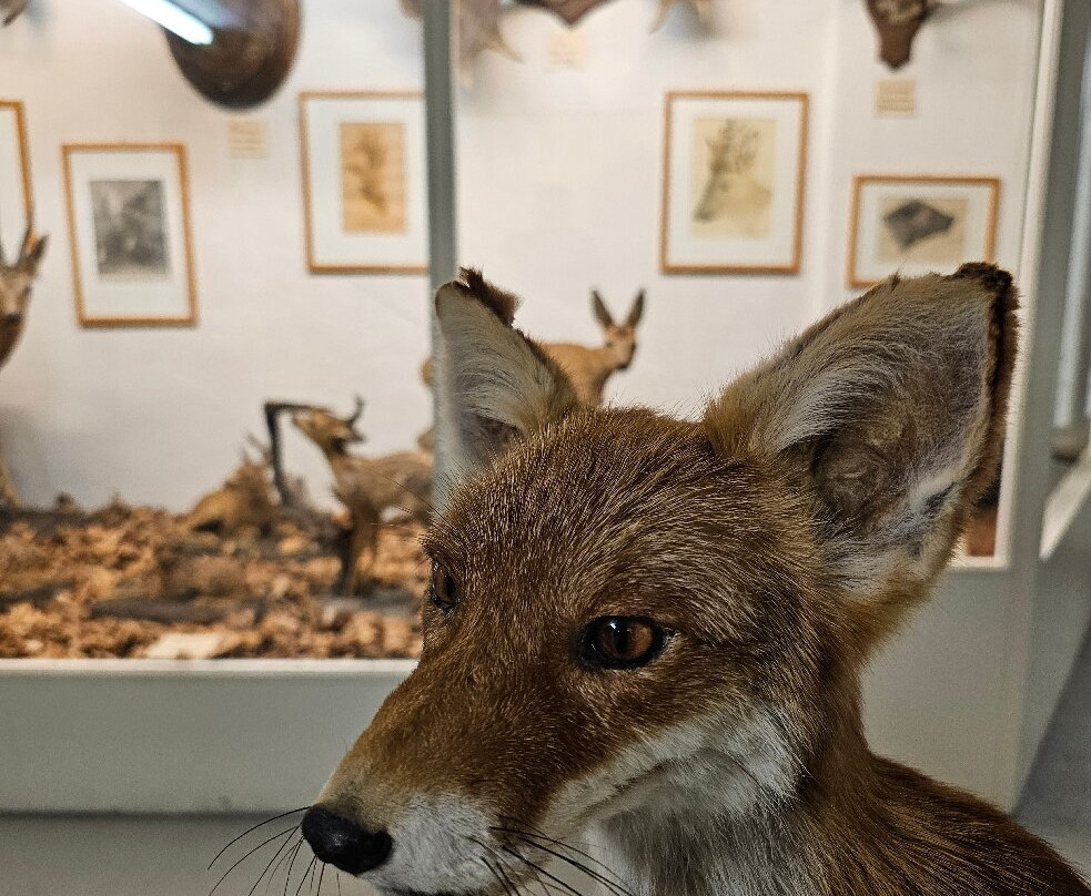 Museum Stemmler-沙夫豪森必去景点