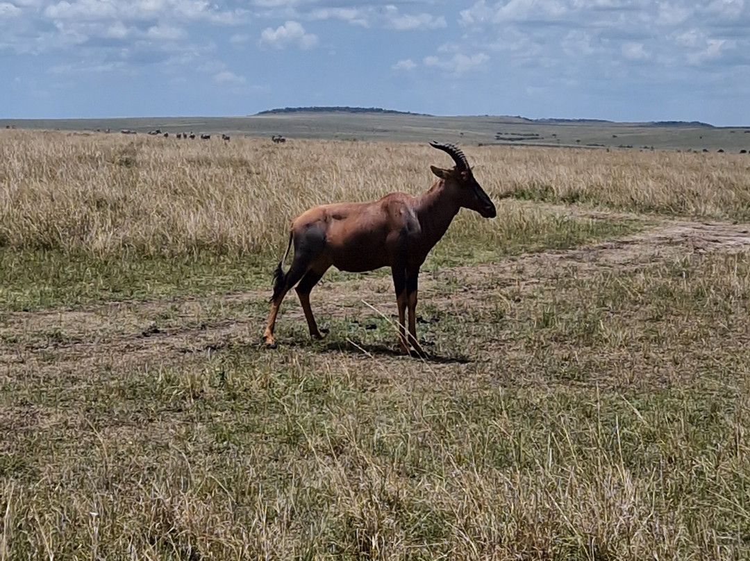 Jadi Africa Safaris-内罗毕必去景点