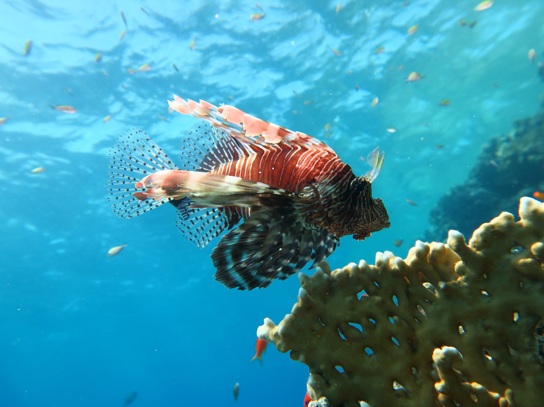 Emperor Divers-马萨阿拉姆必去景点