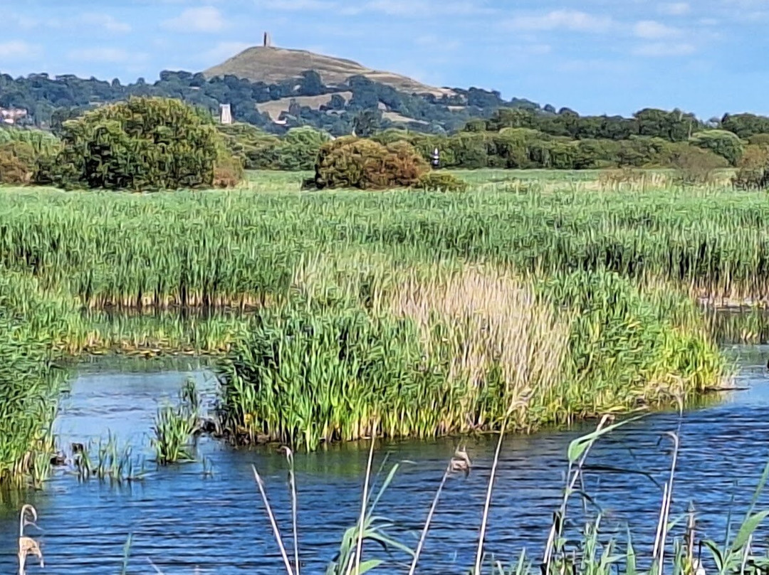 Ham Wall Nature Reserve-Meare必去景点