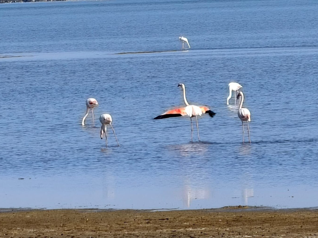 Camargue Alpilles Safaris-阿尔勒必去景点
