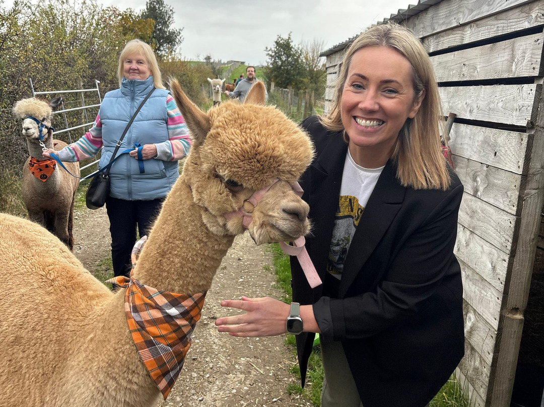 Macclesfield Alpacas-麦克尔斯菲尔德必去景点