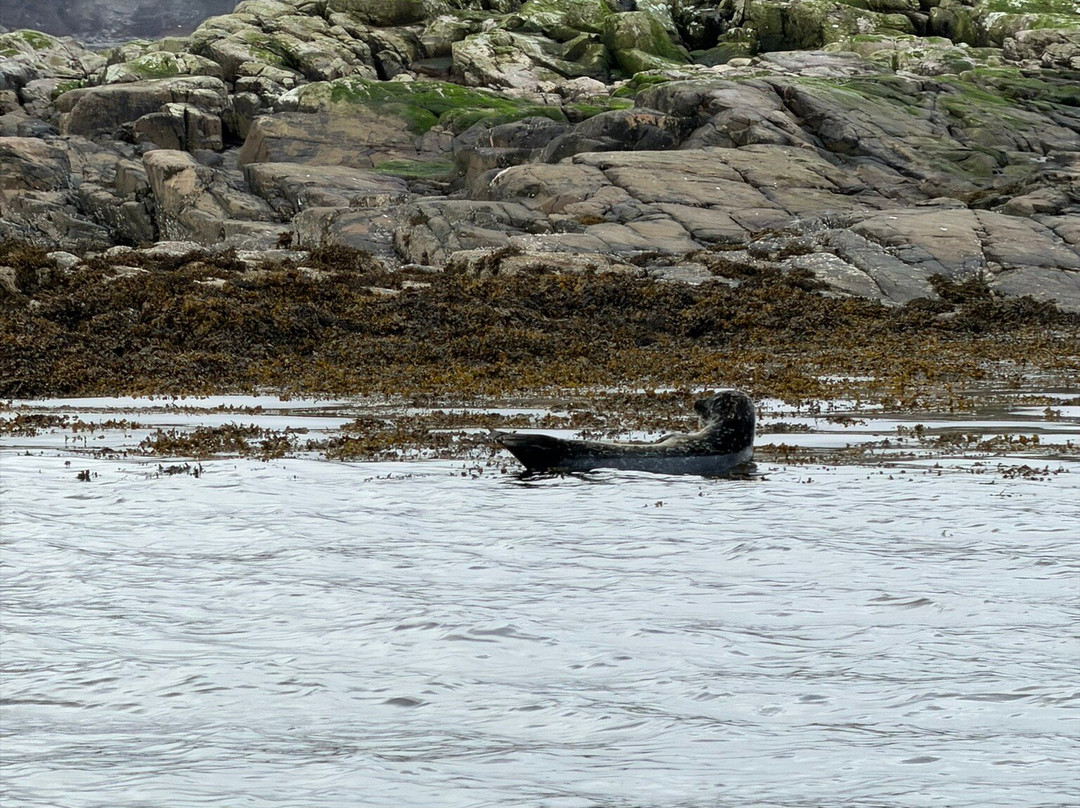 Calum's Seal Trips-Plockton必去景点