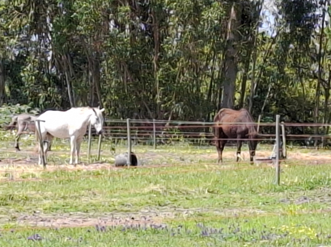 Reserva Natural do Cavalo do Sorraia-Alpiarca必去景点
