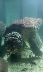 Alushta Aquarium-阿卢什塔必去景点