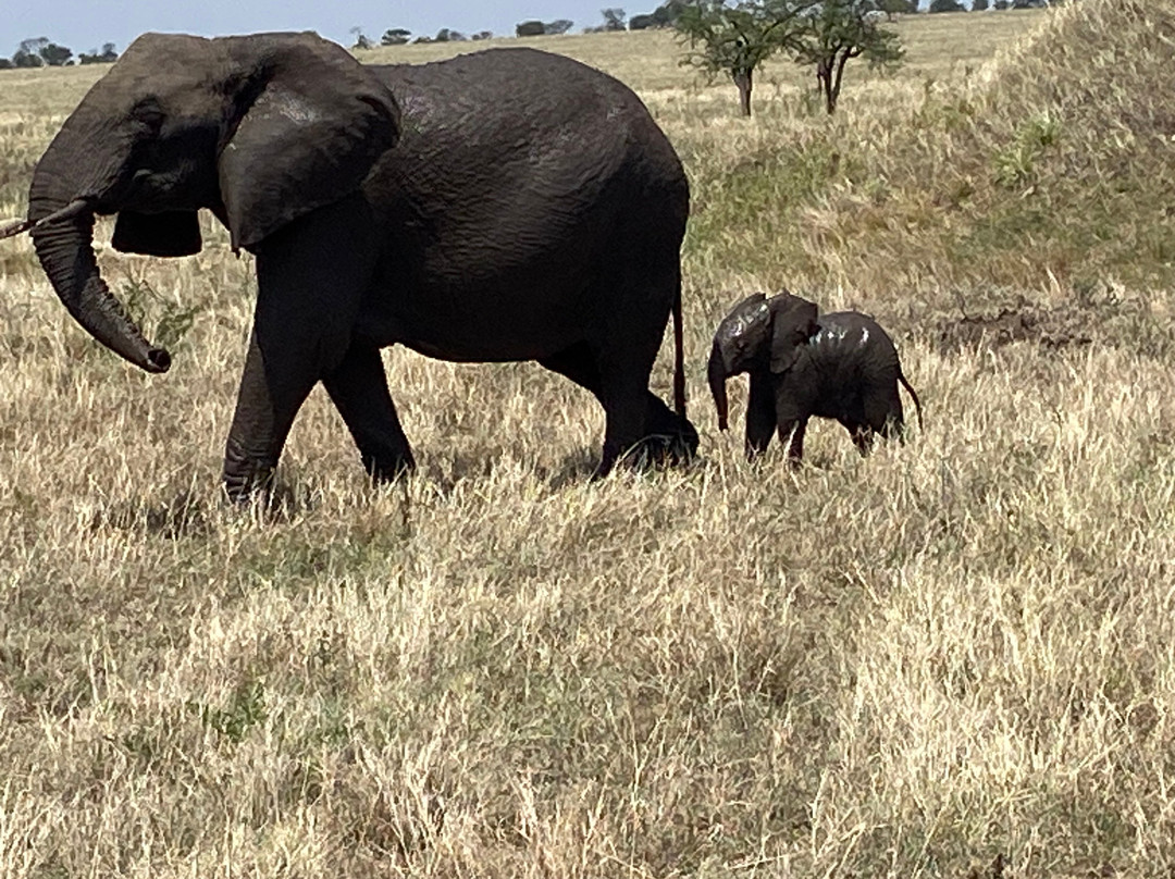 Wildlands Safaris (T) Ltd-塞伦盖蒂国家公园必去景点