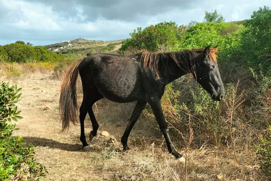 Agriturismo La Fillirea主图