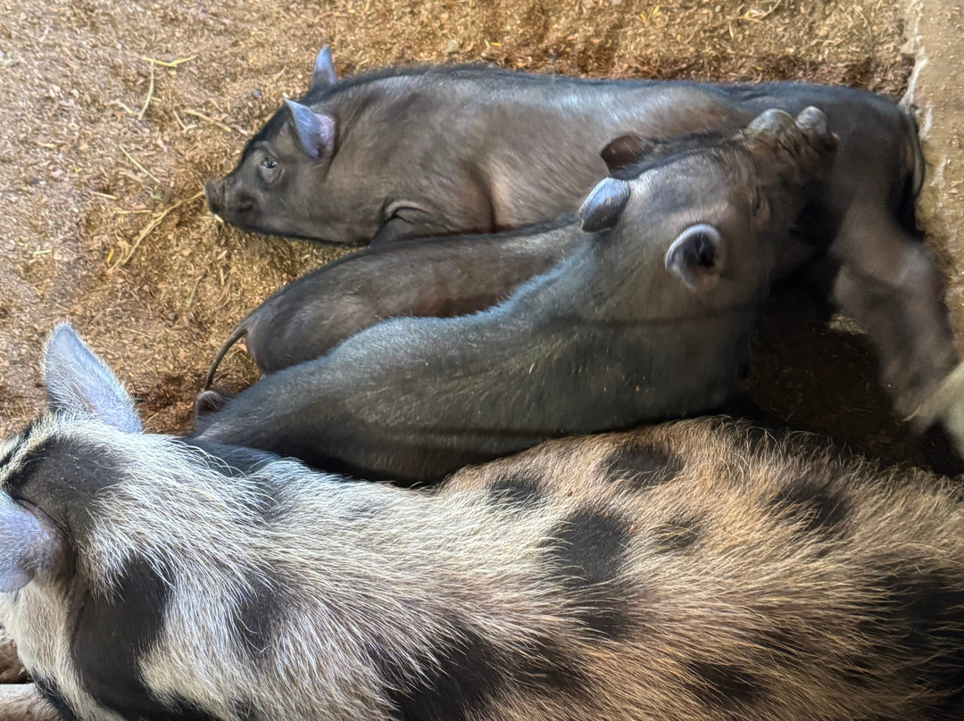 Pai Pai Ecotourism Park-恩塞纳达必去景点