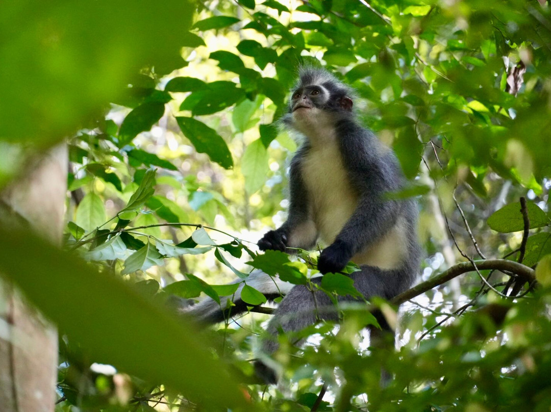 Jhony Jungle Trekking-Ketambe必去景点
