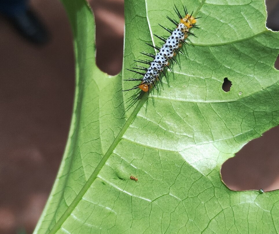Parque Ecobiológico Maripoxa-奥克萨潘帕必去景点
