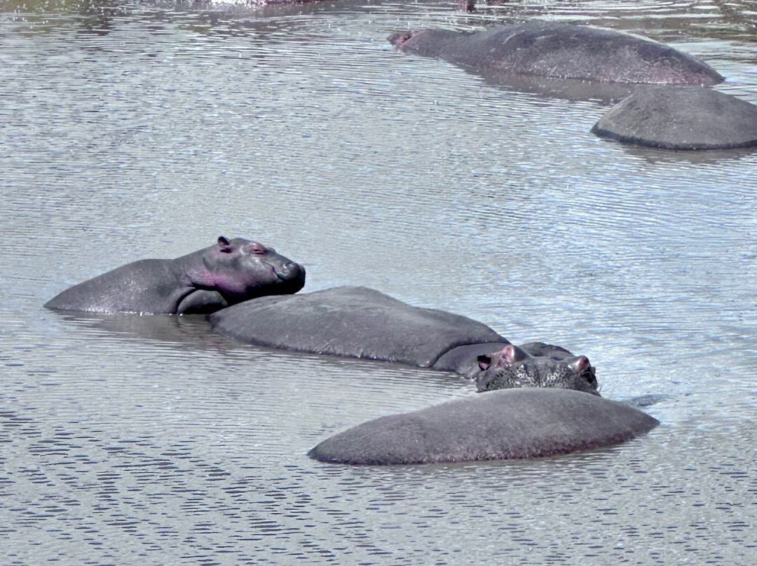 African Pangolin Safaris-Dar es Salaam必去景点
