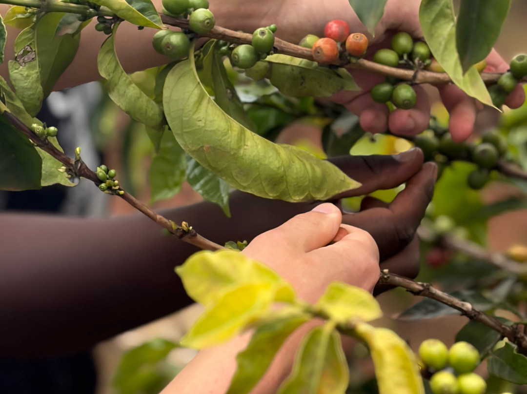 Guka's Coffee Tour-Muranga必去景点