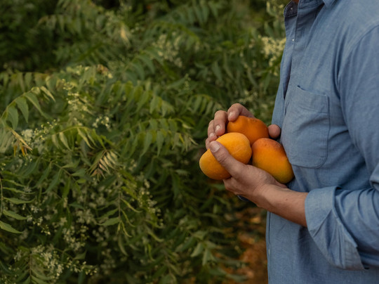 Finca Pepeoil-马斯帕洛马斯必去景点