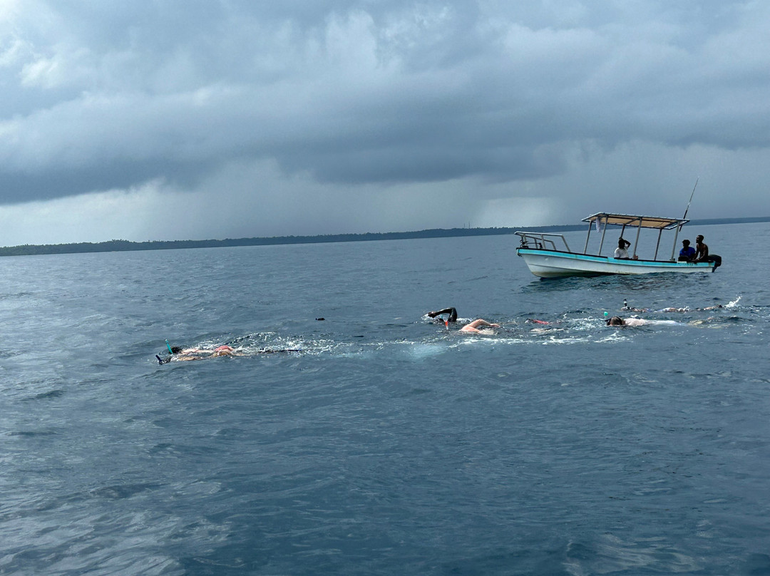 Mafia Whale Shark Tours-Kilindoni必去景点