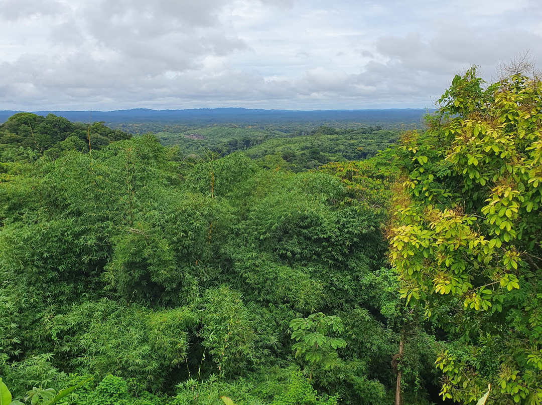 Kourou River-Kourou必去景点