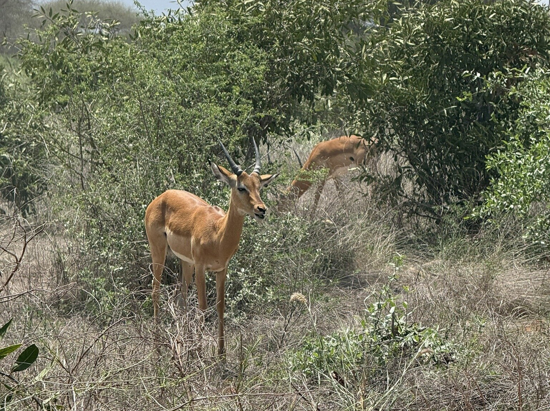 Discovery Kenya con Fragola-瓦塔木必去景点