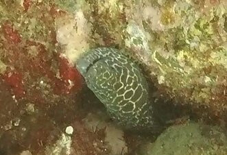 Gold Coast Dive Adventures-Runaway Bay必去景点