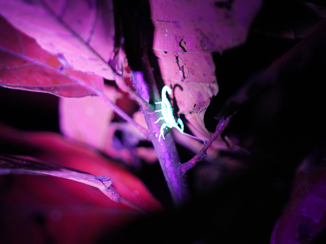 Tarantulas Way-卡维塔必去景点