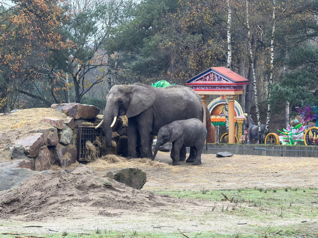 Beekse Bergen Safari Park-希尔法伦贝克必去景点