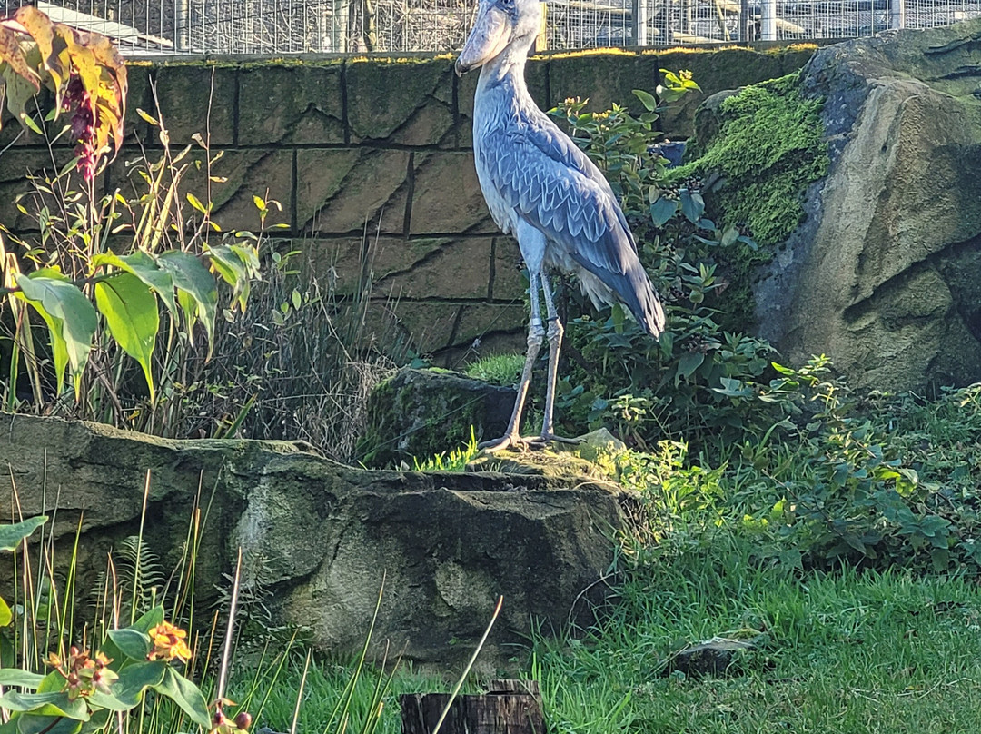 Exmoor Zoo-巴恩斯特珀尔必去景点