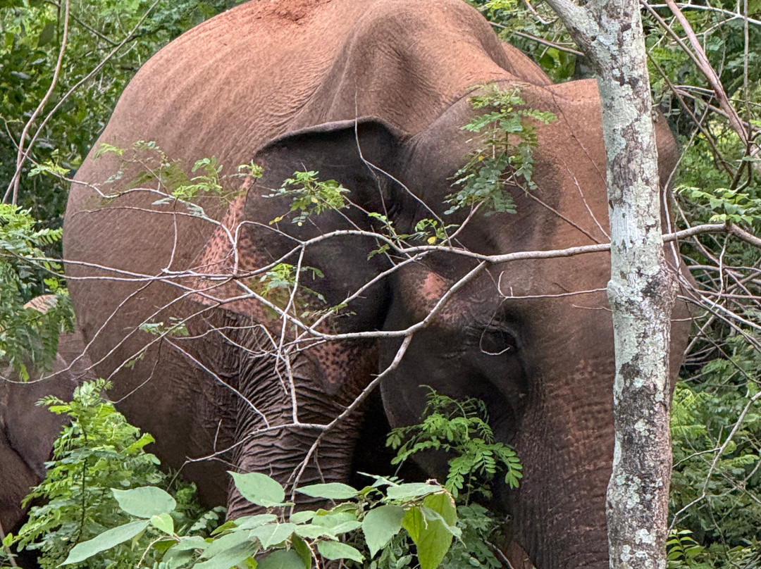 Excellent Lanka With Madu-卡图纳耶克必去景点