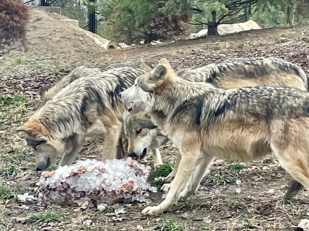 哥伦布动物园-Powell必去景点