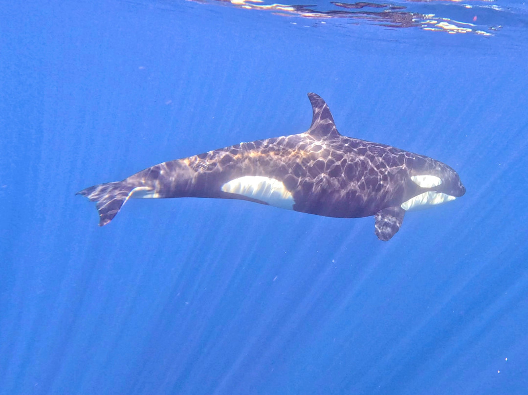 Magbay Seafaris-Puerto San Carlos必去景点