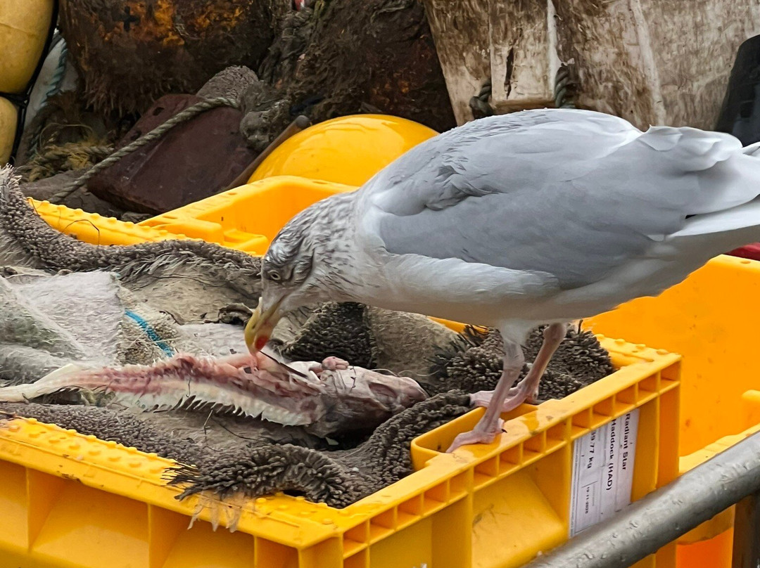 Eyemouth Harbour-Eyemouth必去景点