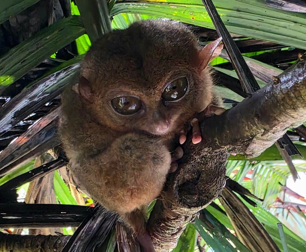 菲律宾眼镜猴及野生动物保护区-Corella必去景点