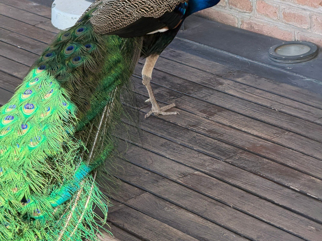 Bodega Trapiche-门多萨必去景点