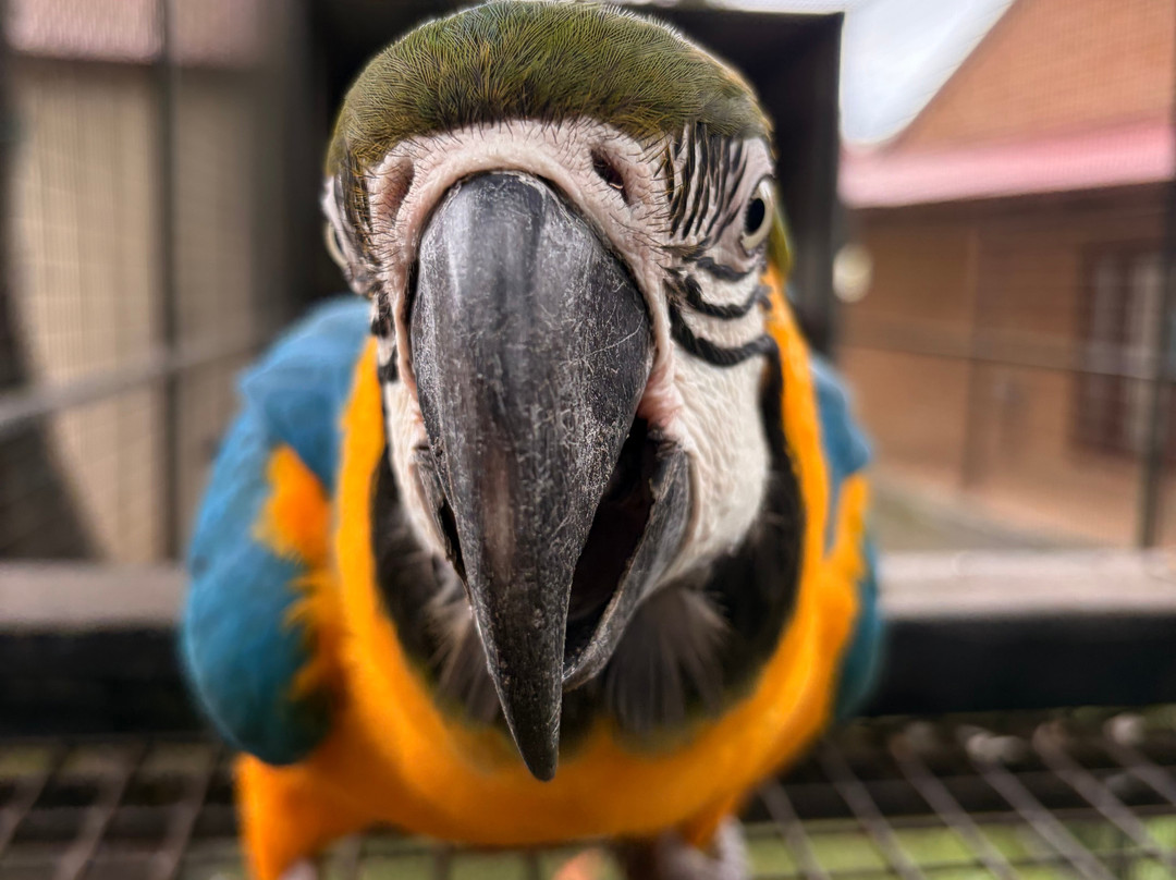 Denmark Dinosaur World-丹麦必去景点