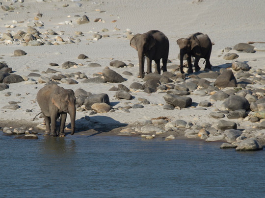 Musa Jungle Retreat主图